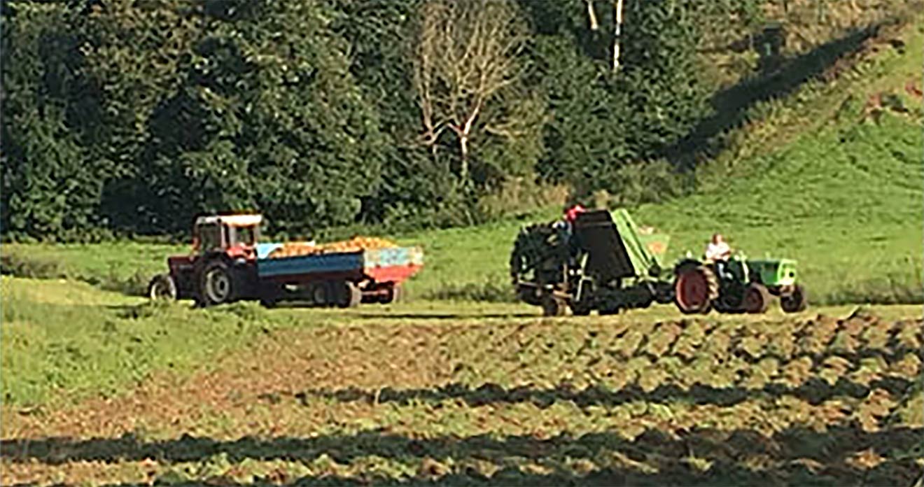 letzte Kartoffelernte des Jahres